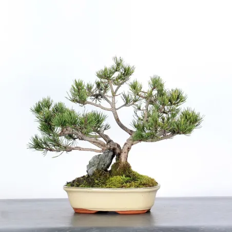 Pin mugo bonsai PM-2-10