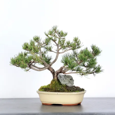 image supplémentaire - BONSAI PINUS MUGO 2-10