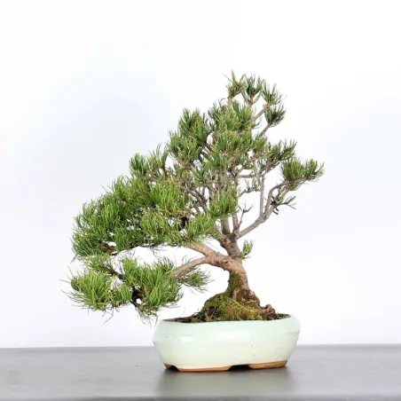 image supplémentaire - BONSAI PINUS MUGO 2-11