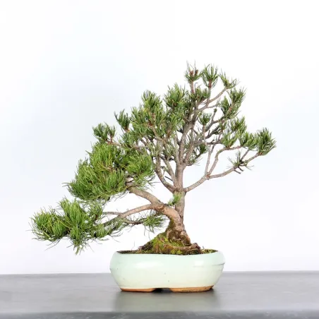 BONSAI PINUS MUGO 2-11