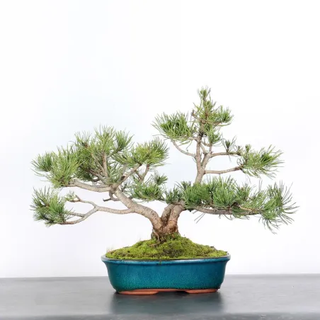 BONSAI PINUS MUGO 2-12