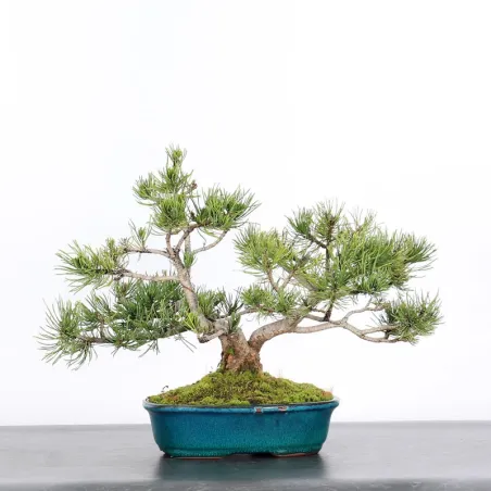 image supplémentaire - BONSAI PINUS MUGO 2-12