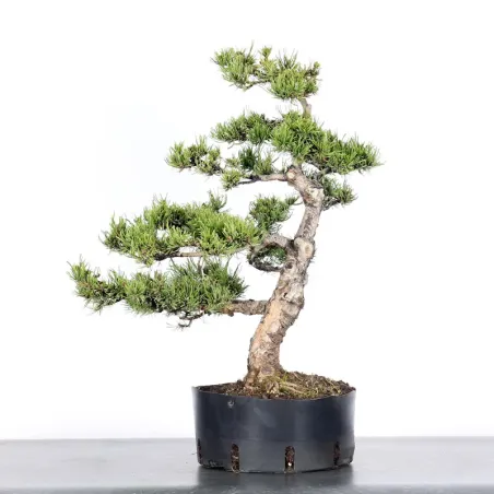 BONSAI PINUS MUGO 2-13