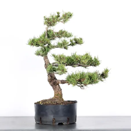 image supplémentaire - BONSAI PINUS MUGO 2-13