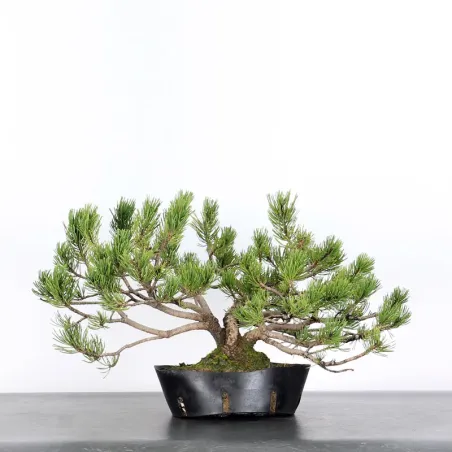 BONSAI PINUS MUGO 2-14