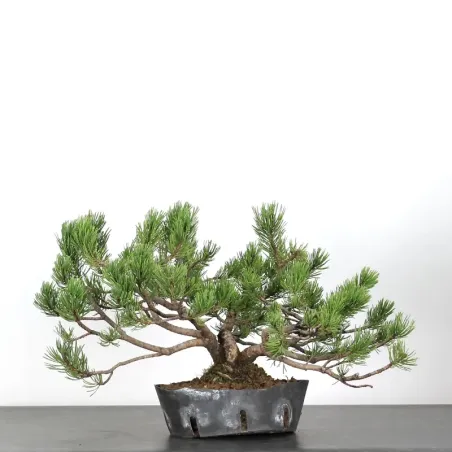 image supplémentaire - BONSAI PINUS MUGO 2-14