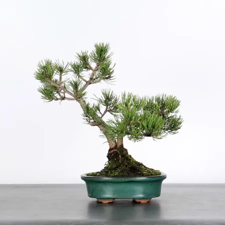 Mugo Bonsai Pine PM-2-15