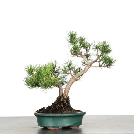 image supplémentaire - BONSAI PINUS MUGO 2-15