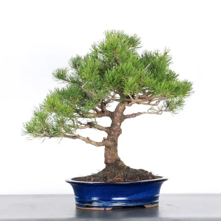 BONSAI PINUS MUGO 2-16