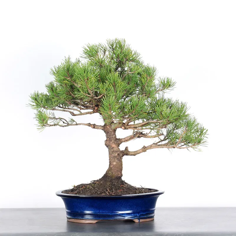 image supplémentaire - BONSAI PINUS MUGO 2-16