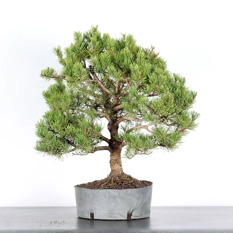 BONSAI PINUS MUGO 2-17