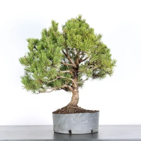 image supplémentaire - BONSAI PINUS MUGO 2-17