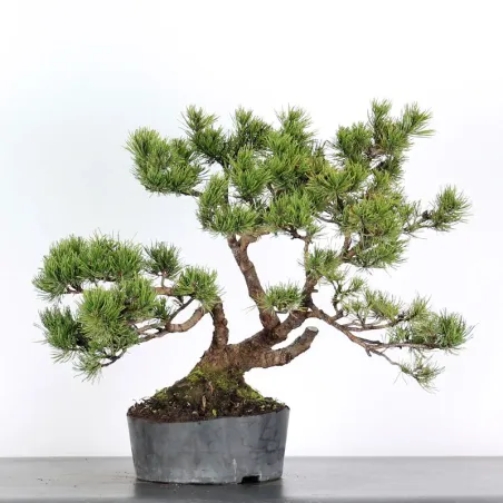 image supplémentaire - BONSAI PINUS MUGO 2-18