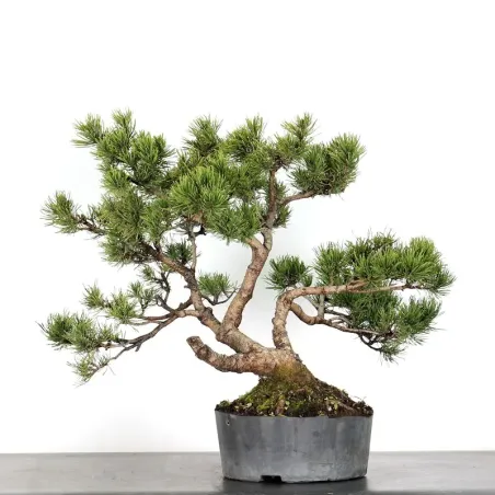 BONSAI PINUS MUGO 2-18