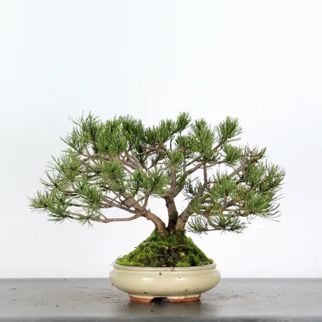 BONSAI PINUS MUGO 2-19