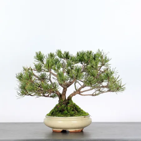 image supplémentaire - BONSAI PINUS MUGO 2-19