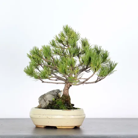 image supplémentaire - BONSAI PINUS MUGO 2-20