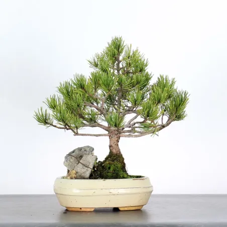 BONSAI PINUS MUGO 2-20