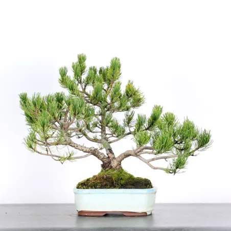 BONSAI PINUS MUGO 2-21