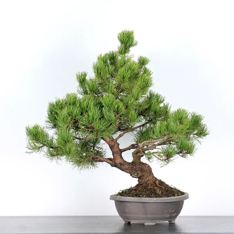 Mugo Bonsai Pine PM-3-4