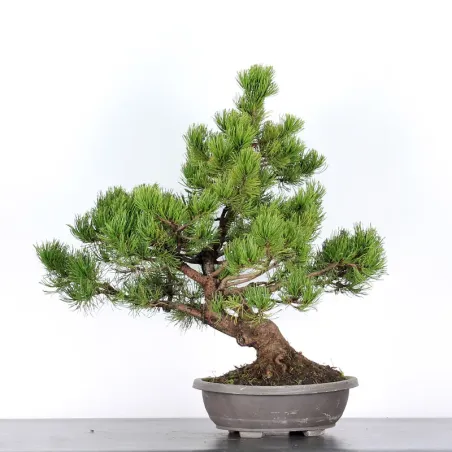 image supplémentaire - BONSAI PIN "PINUS MUGO" 3-4