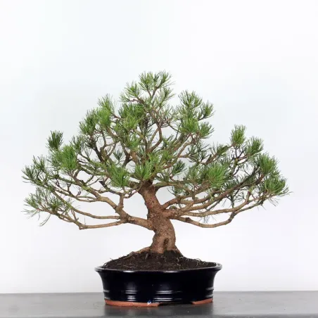 Pin mugo bonsai PM-3-5