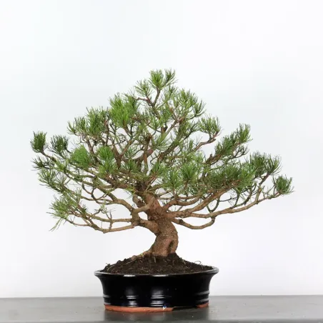 image supplémentaire - BONSAI PIN "PINUS MUGO" 3-5