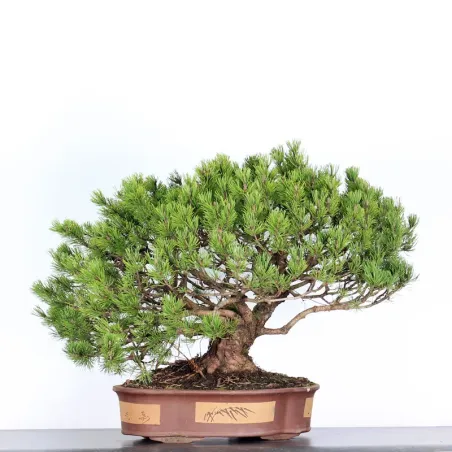 Pin mugo bonsai PM-3-8