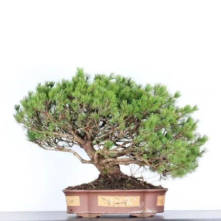 image supplémentaire - BONSAI PIN "PINUS MUGO" 3-8