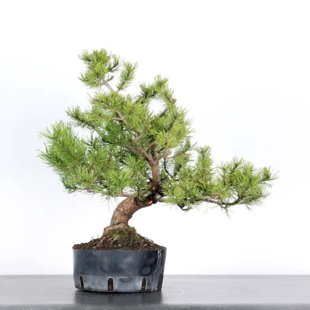 image supplémentaire - PREBONSAI "PINUS MUGO"n°1