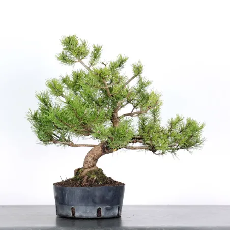 PREBONSAI "PINUS MUGO"n°1