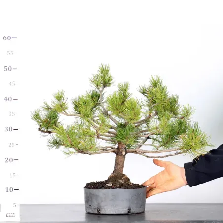 image supplémentaire - PREBONSAI PINUS MUGO n°4