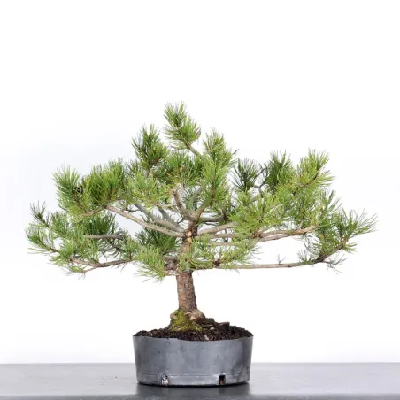 PREBONSAI PINUS MUGO n°4