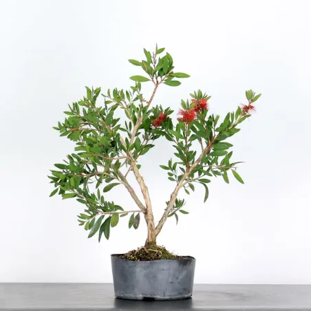 image supplémentaire - BONSAI CALLISTEMON 1-1