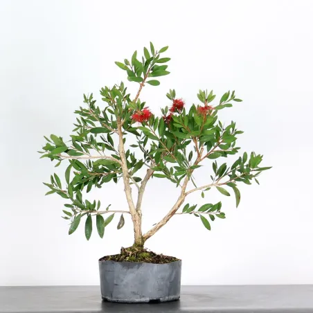 BONSAI CALLISTEMON 1-1