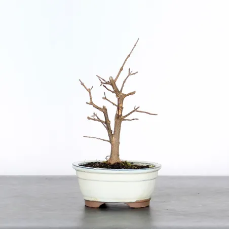 Bonsai Erable Burger Shohin 1-2