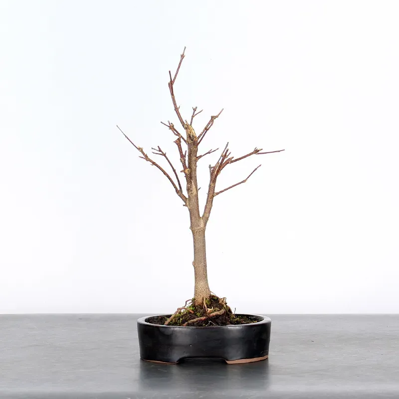 Bonsai Erable Burger Shohin 1-3