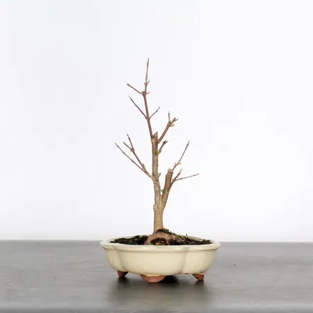 Bonsai Erable Burger Shohin 1-4