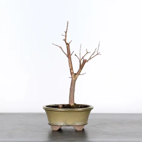 Bonsai Erable Burger Shohin ABS-1-5