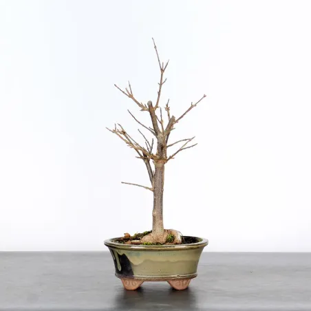 Bonsai Erable Burger Shohin 1-6