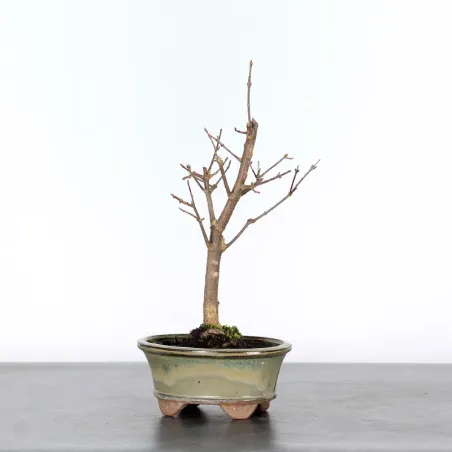 Bonsai Erable Burger Shohin 1-7