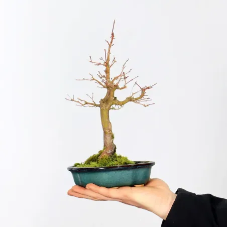 Palmatum Maple Bonsai APS-1-10