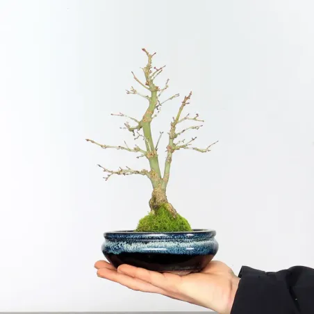 ACER PALMATUM SHOHIN 1-11