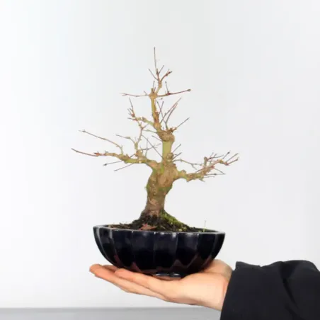 Palmatum Maple Bonsai APS-2-5