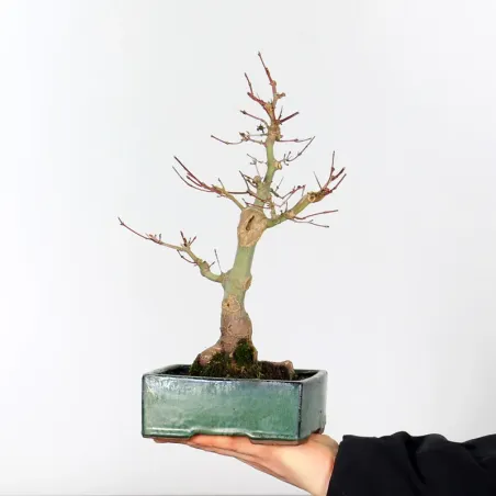 Bonsai Erable Palmatum APS-2-7