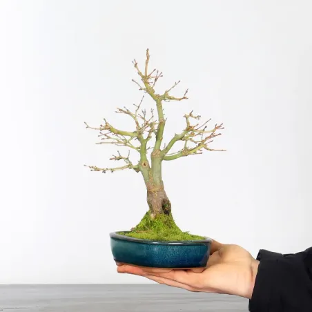 ÉRABLE DU JAPON "ACER PALMATUM SHOHIN" 3-4