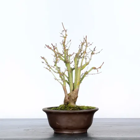 Palmatum Shohin Maple Bonsai APS-3-9