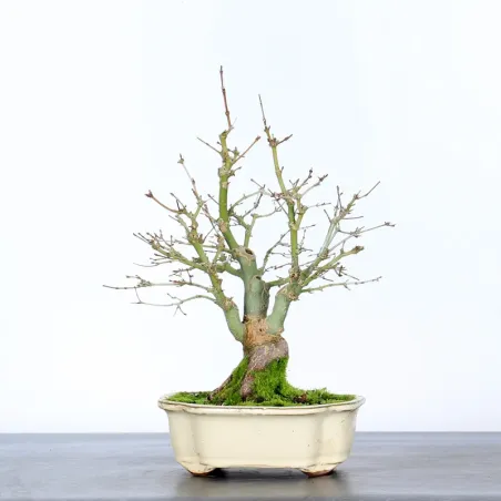 Bonsai Erable Palmatum Shohin APS-4-1