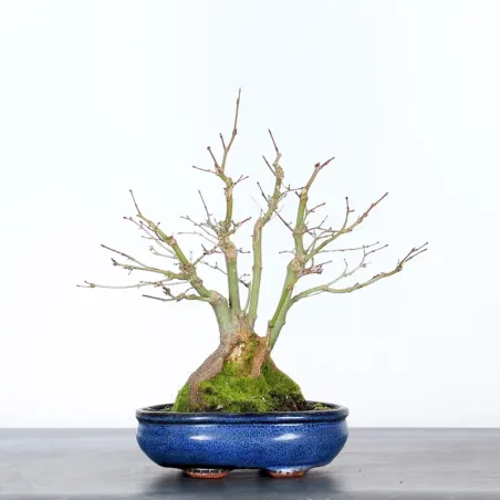 Palmatum Maple Bonsai APS-4-3