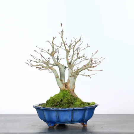 Palmatum Shohin Maple Bonsai APS-4-8